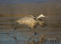 New-Mexico;Sandhill-Crane;Crane;Flight;Southwest-USA;Grus-canadensis;Flying-bird